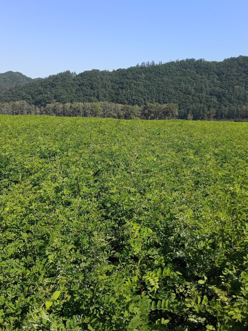 【优质】刺槐苗场地直发欢迎来电咨询量大从优可视频看货