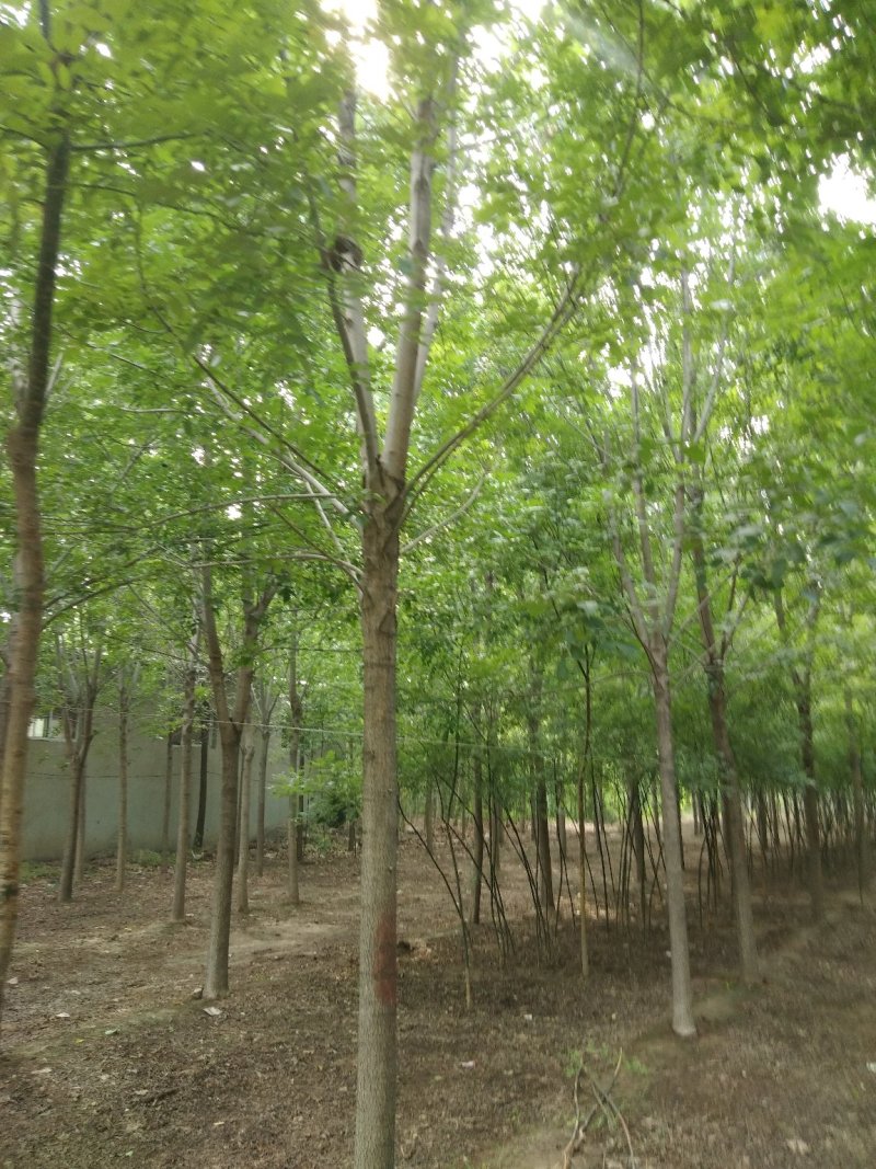 速生白蜡