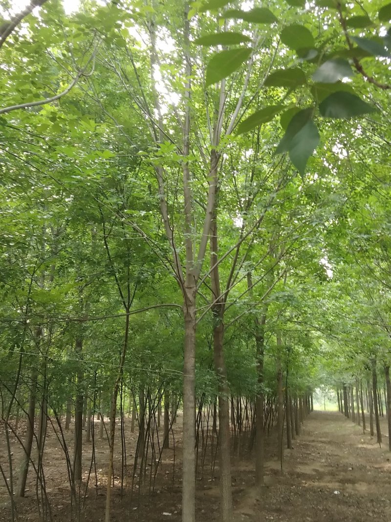 速生白蜡