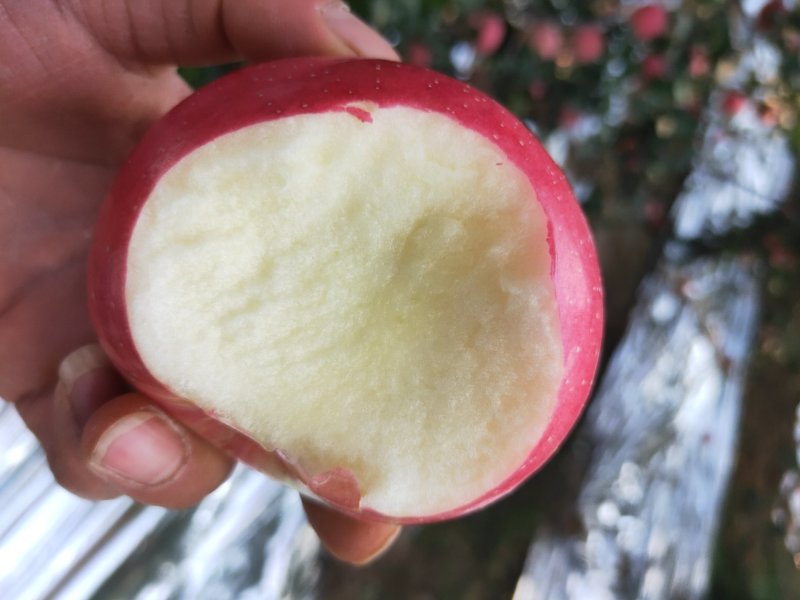 陕西淳化富士苹果
