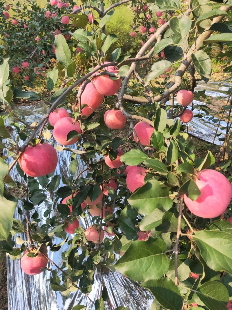 陕西淳化富士苹果