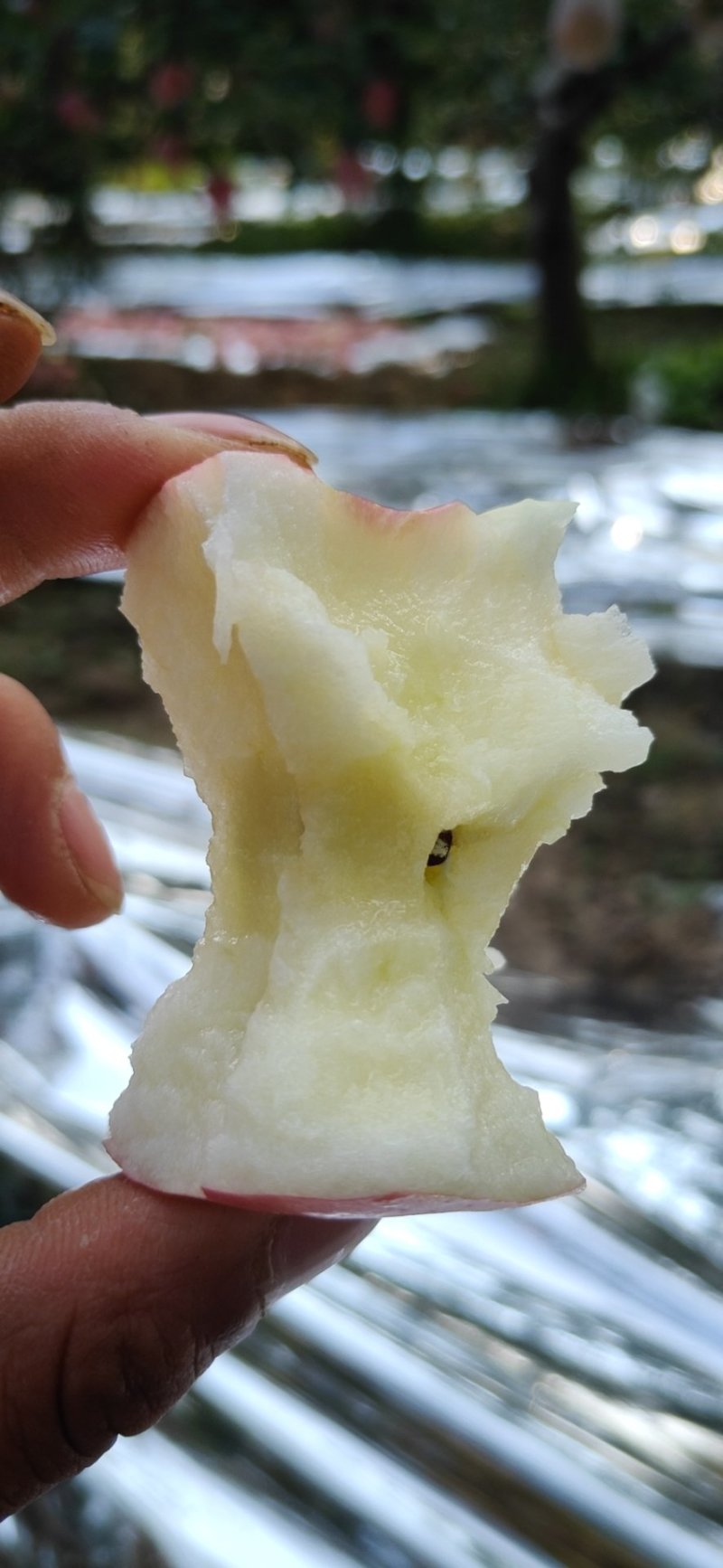 陕西淳化富士苹果