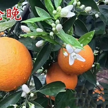 伦晚脐橙苗/树人农林/签订合同保证纯度和品质