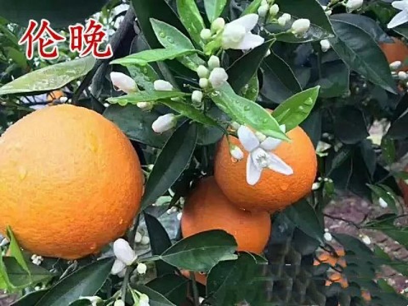 伦晚脐橙苗/树人农林/签订合同保证纯度和品质