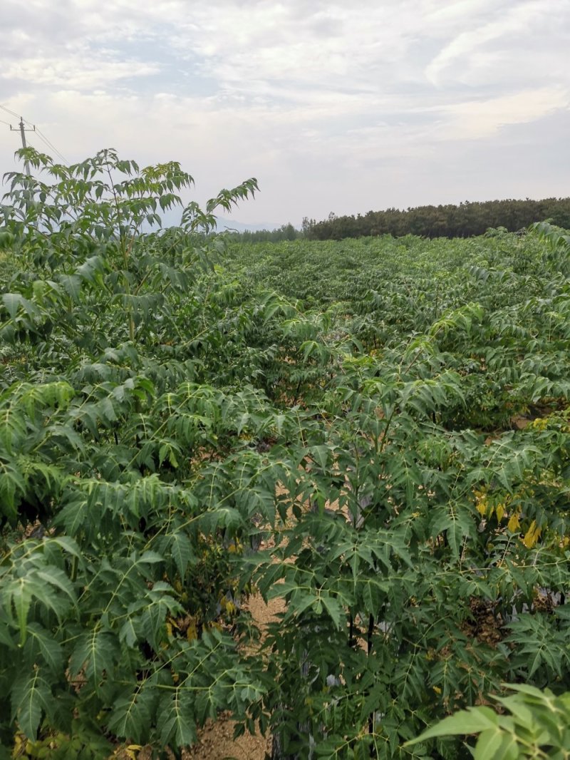 苦楝苦楝小苗苦楝树苗楝树苗苦楝当年苗