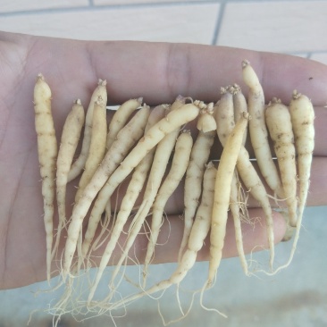 太子参