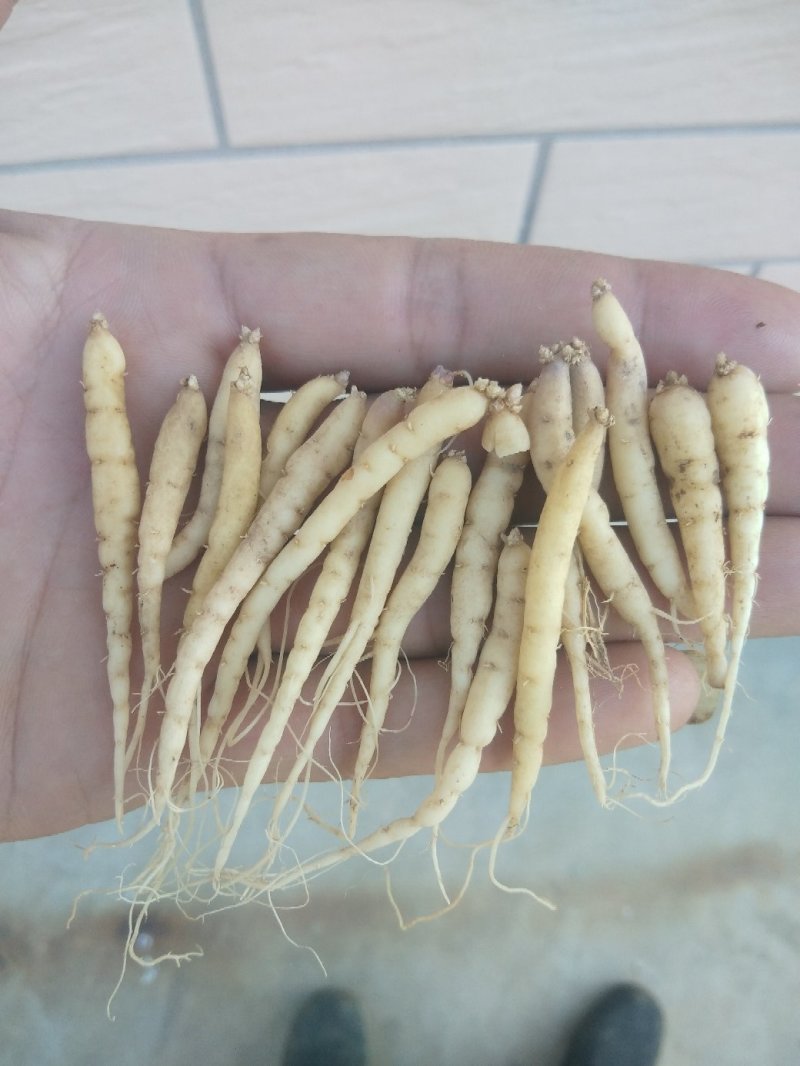 太子参
