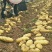 《荷兰7号土豆种子》大品牌值得信赖对接全国高产抗病毒