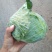 包菜大量上市，质量好，无虫眼，二到四斤，新鲜上市