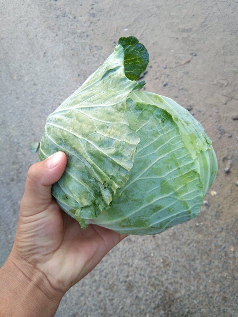 包菜大量上市，质量好，无虫眼，二到四斤，新鲜上市