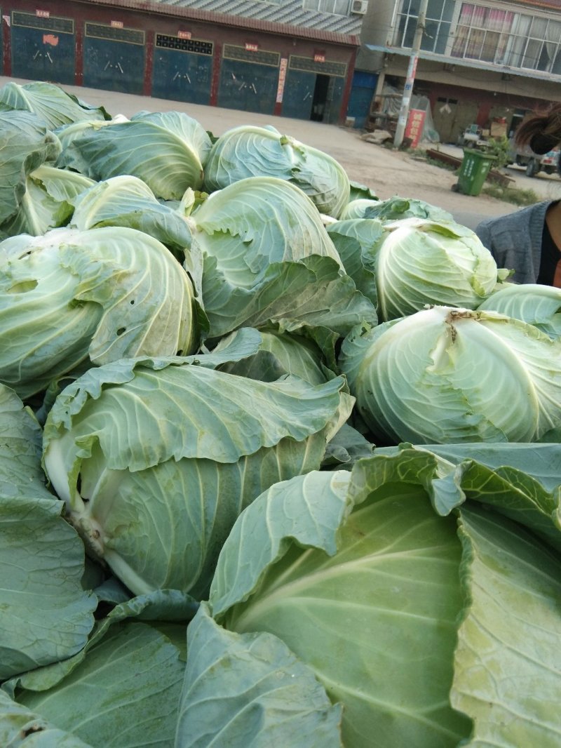 包菜大量上市，质量好，无虫眼，二到四斤，新鲜上市