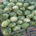 包菜大量上市，质量好，无虫眼，二到四斤，新鲜上市