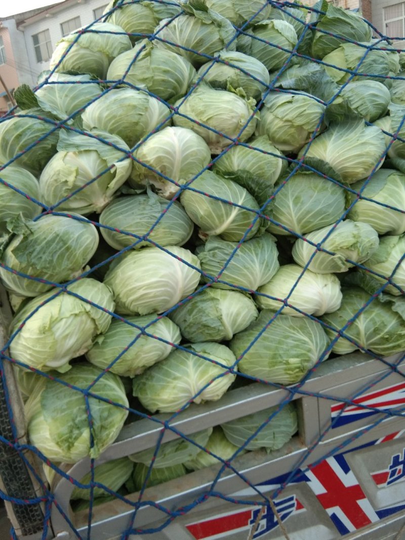 包菜大量上市，质量好，无虫眼，二到四斤，新鲜上市