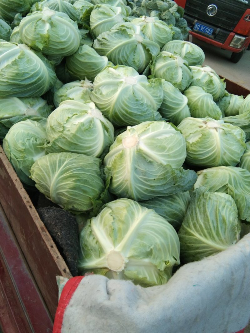 包菜大量上市，质量好，无虫眼，二到四斤，新鲜上市