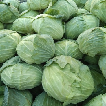 包菜大量上市，质量好，无虫眼，二到四斤，新鲜上市