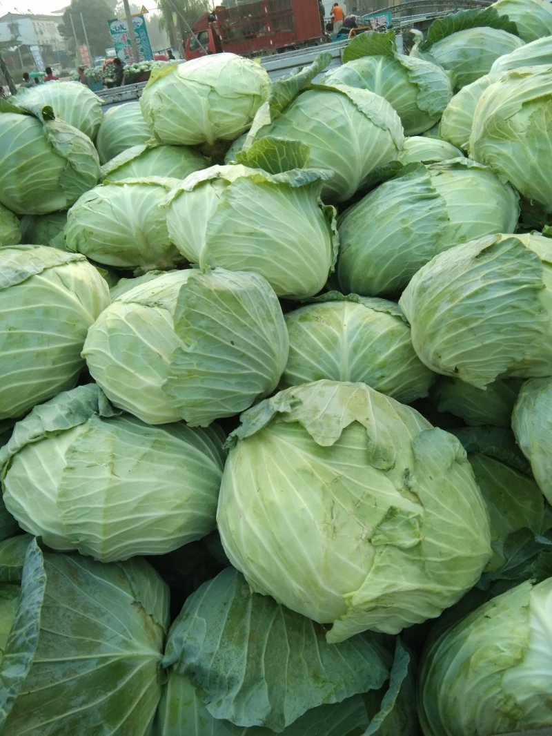 包菜大量上市，质量好，无虫眼，二到四斤，新鲜上市