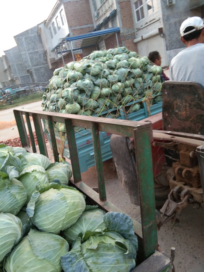 包菜大量上市，质量好，无虫眼，二到四斤，新鲜上市