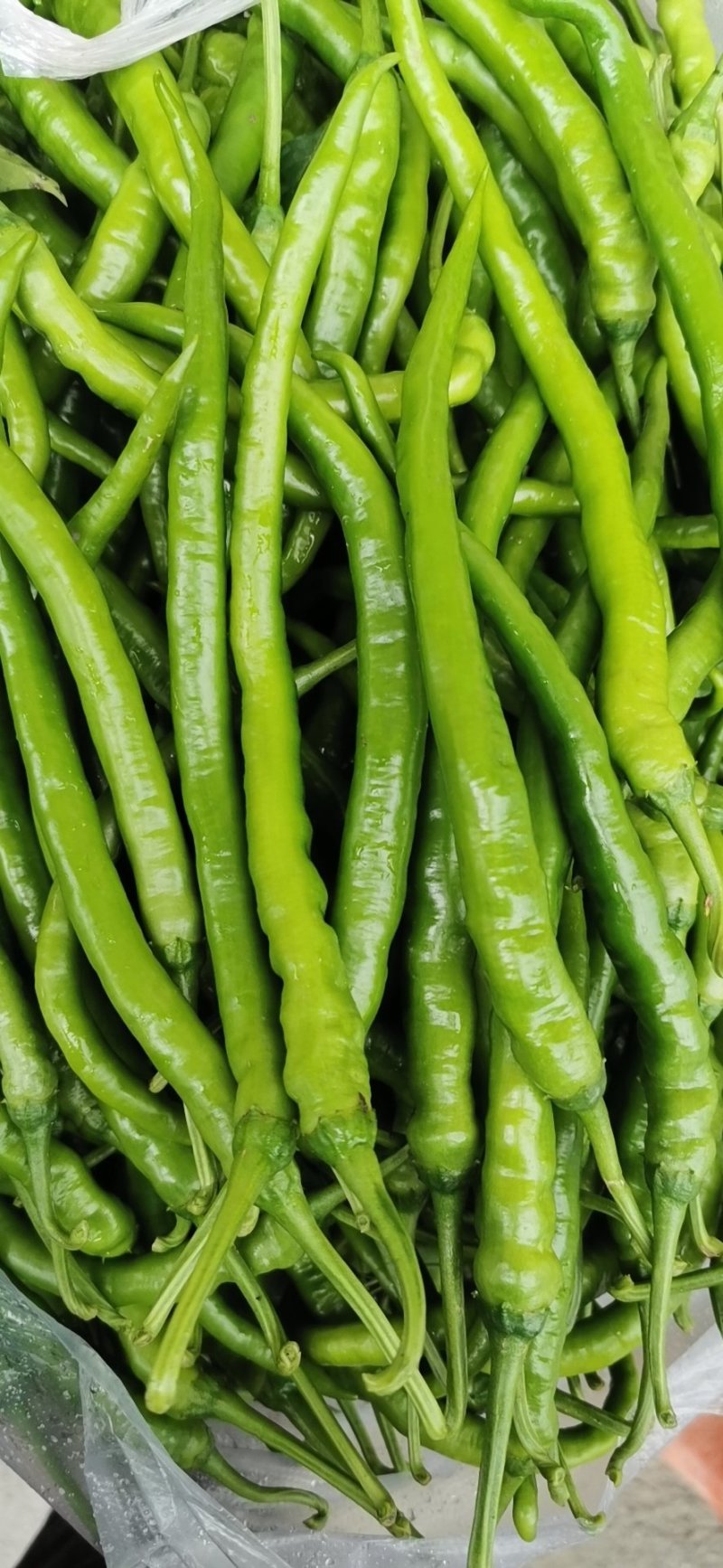 大量鲜辣椒，
