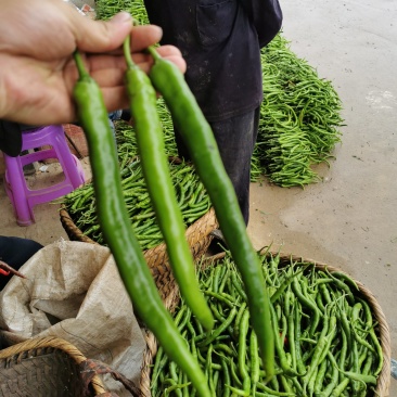 大量鲜辣椒，