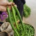 大量鲜辣椒，
