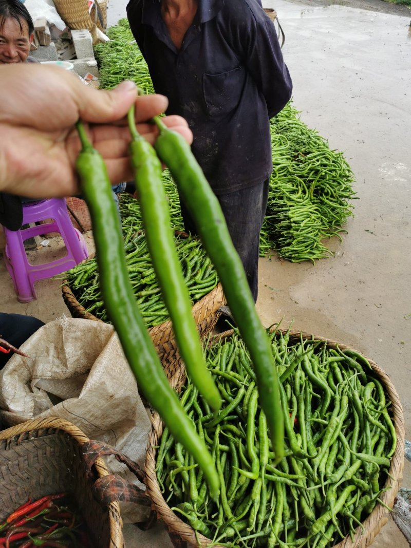 大量鲜辣椒，