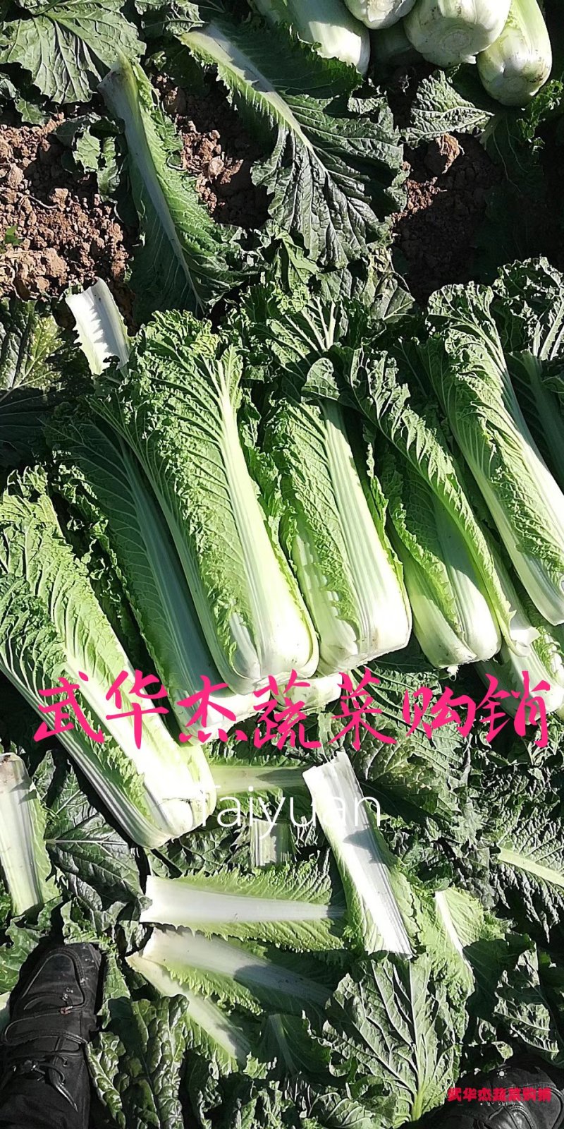 秋绿60白菜青麻叶白菜（袋装、散装）产地批发