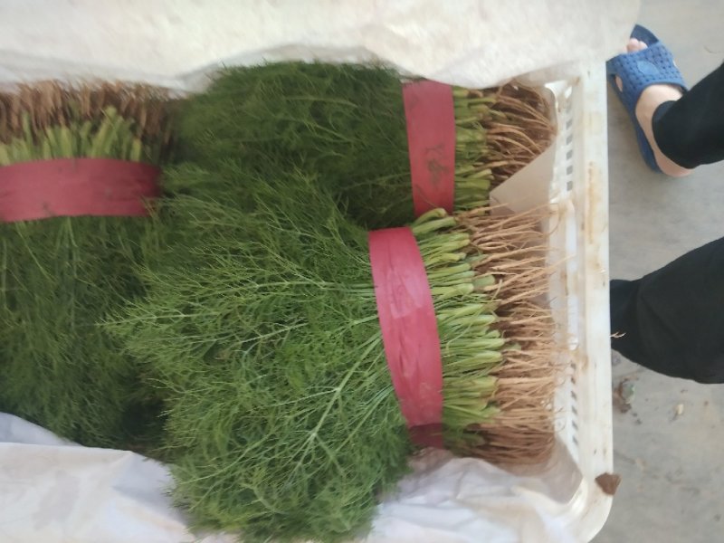 茴香苗优质大量供应茴香苗
