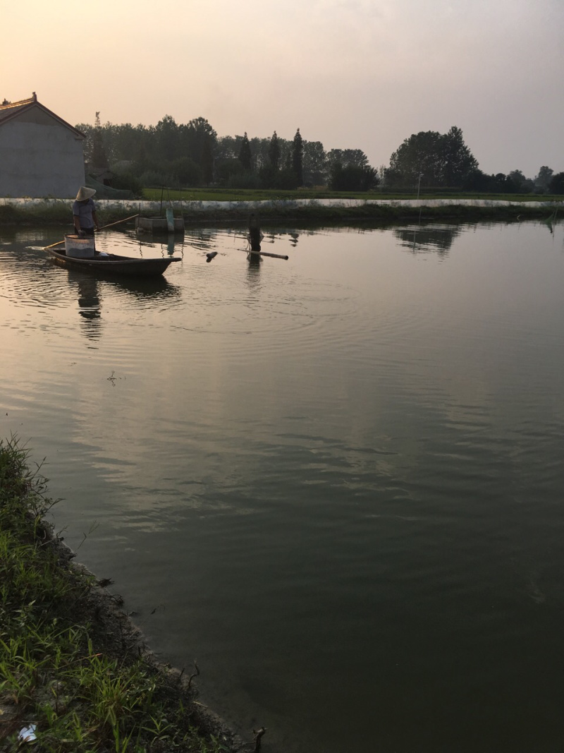 兴化大闸蟹