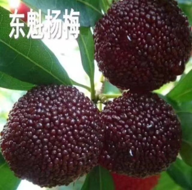【脐橙枝条】赣南脐橙枝条接穗芽条包正宗假一赔十