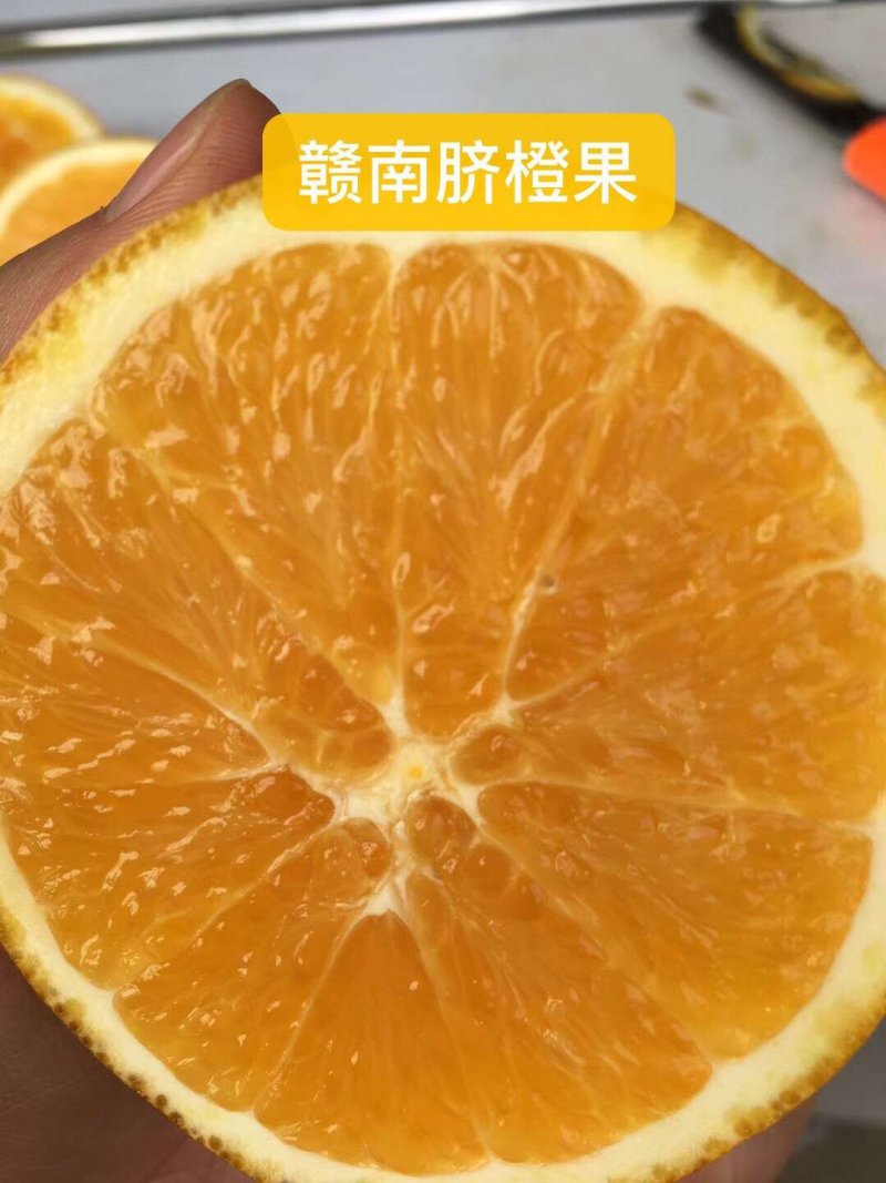 【脐橙枝条】赣南脐橙枝条接穗芽条包正宗假一赔十