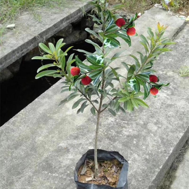 【脐橙枝条】赣南脐橙枝条接穗芽条包正宗假一赔十