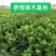 【脐橙枝条】赣南脐橙枝条接穗芽条包正宗假一赔十