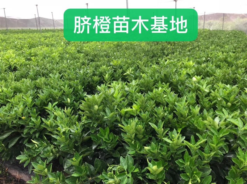 【脐橙枝条】赣南脐橙枝条接穗芽条包正宗假一赔十