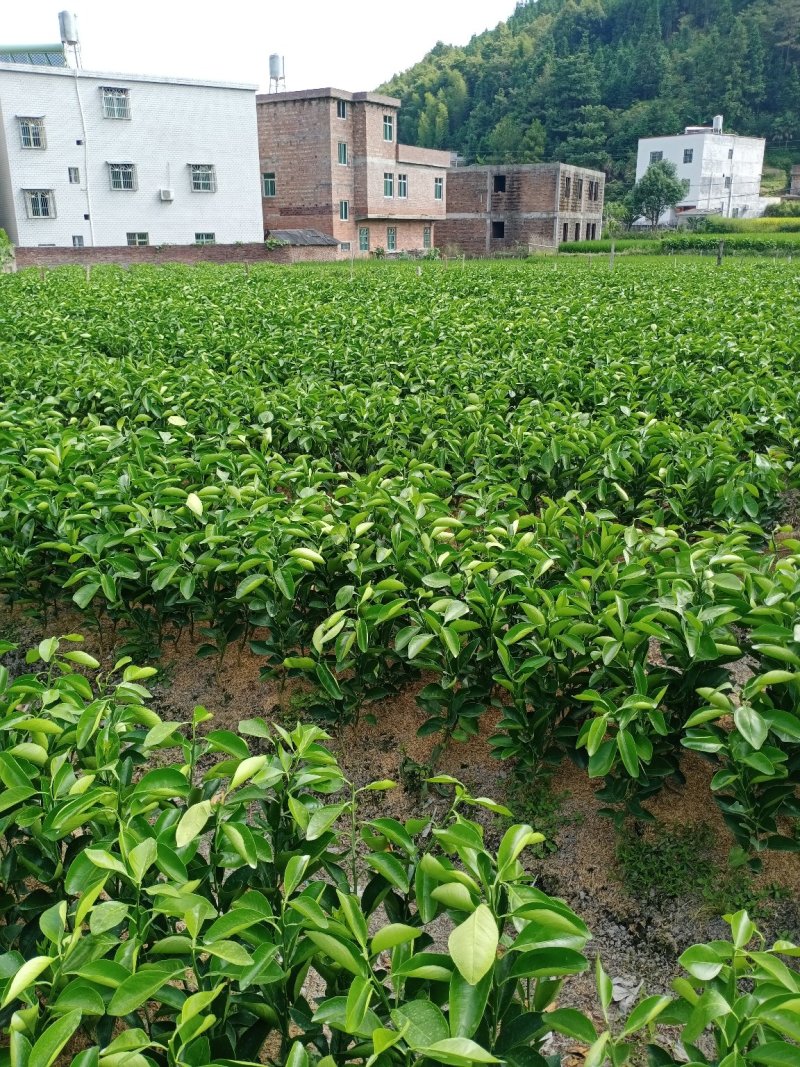 【脐橙枝条】赣南脐橙枝条接穗芽条包正宗假一赔十