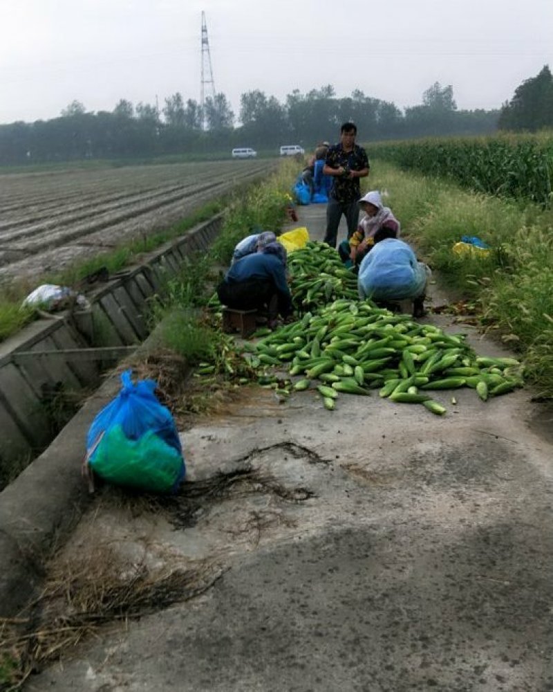 优质本地玉米，又甜又糯玉米大量供应产地直发