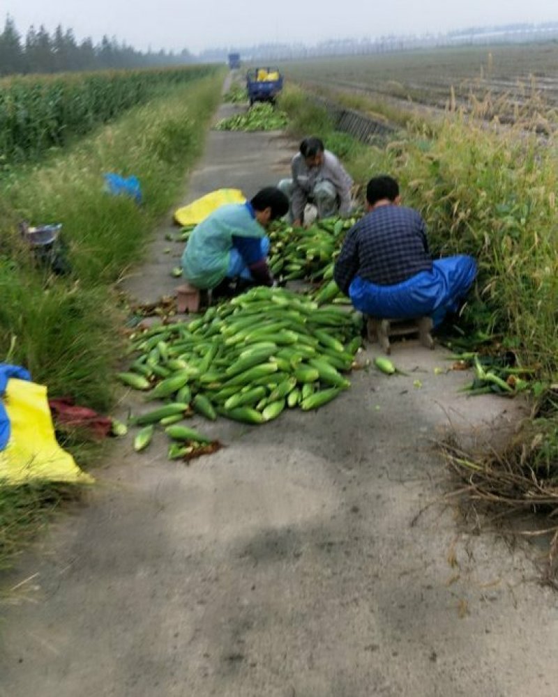 优质本地玉米，又甜又糯玉米大量供应产地直发