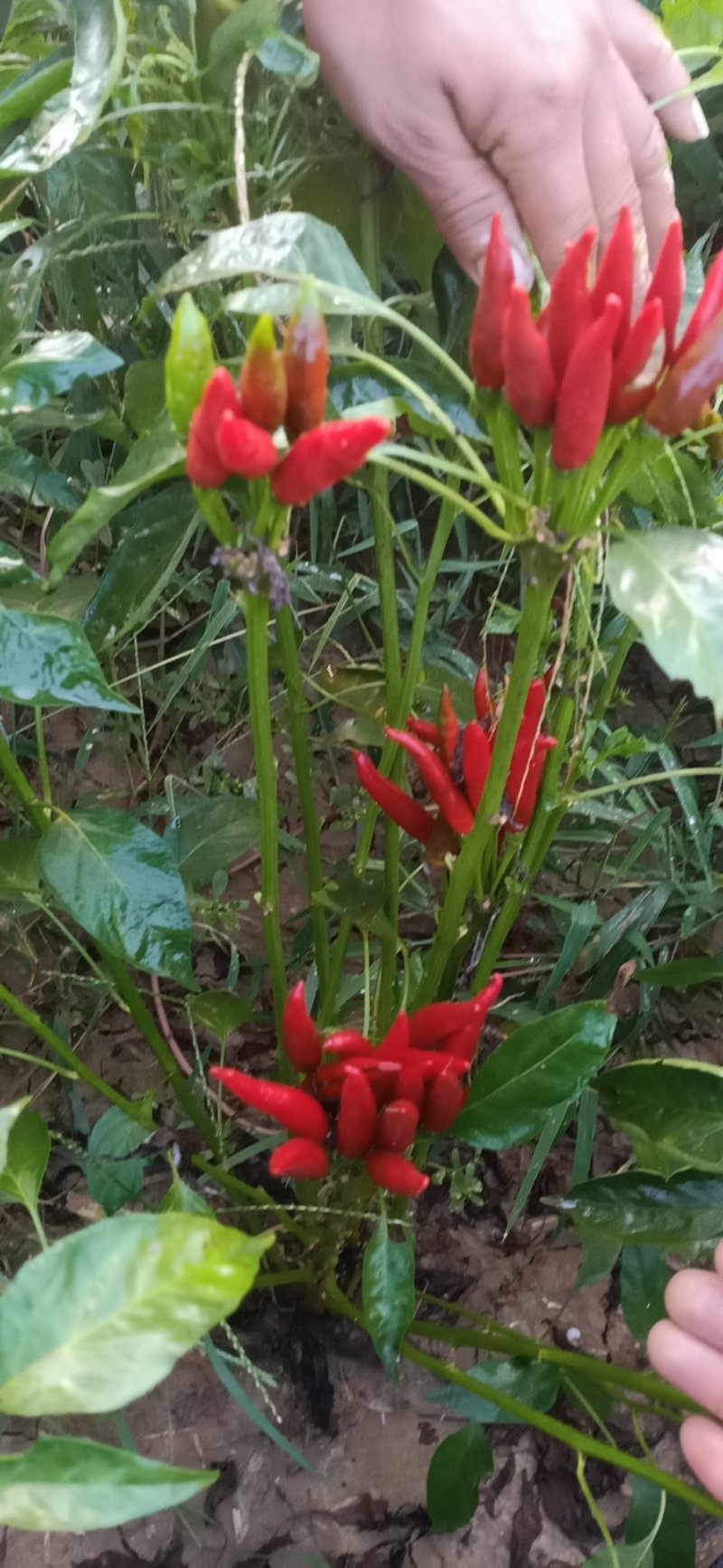天玉八号辣椒