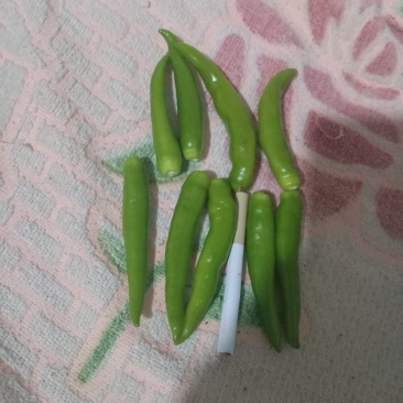 青洋辣椒