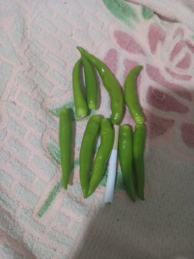 青洋辣椒