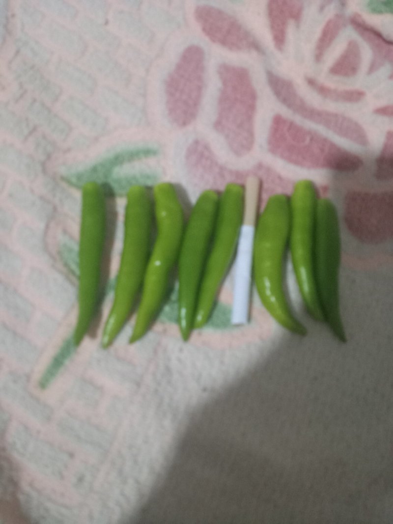 青洋辣椒