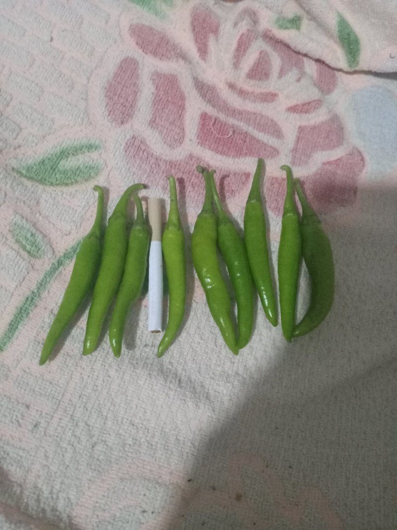青洋辣椒