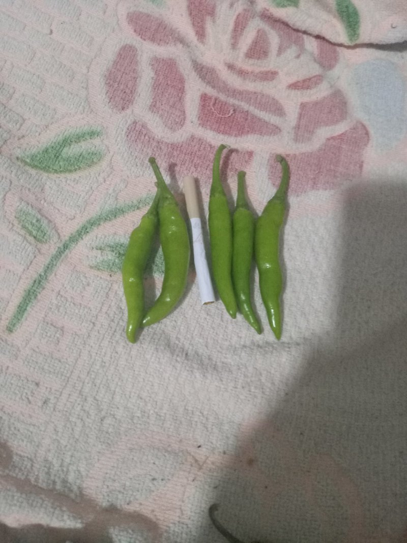 青洋辣椒