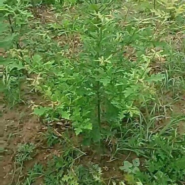 欧洲红栎苗娜塔莉小苗栎树苗