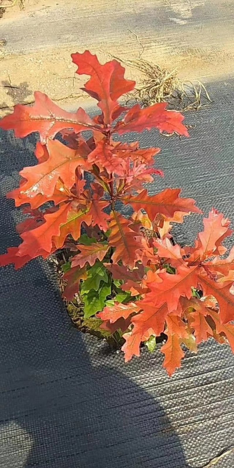欧洲红栎苗娜塔莉小苗栎树苗