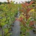 欧洲红栎苗娜塔莉小苗栎树苗