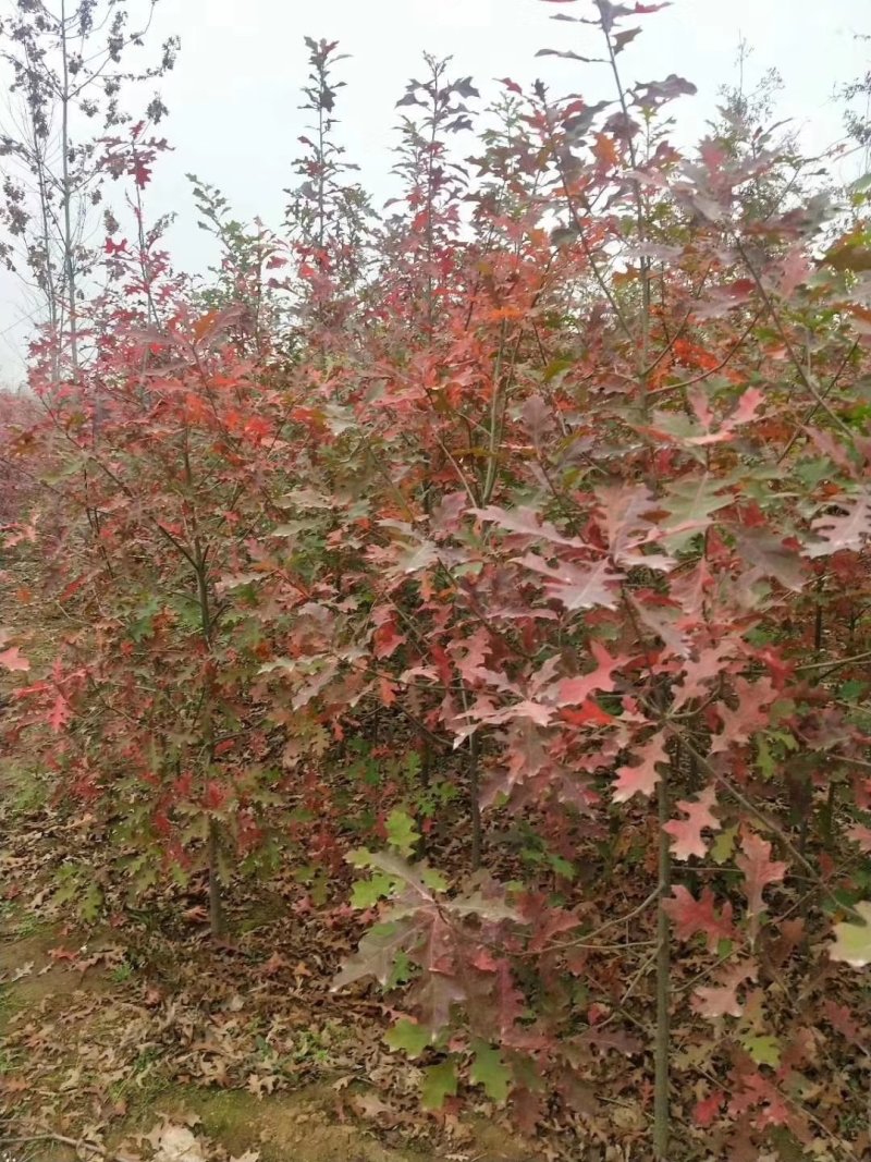 欧洲红栎苗娜塔莉小苗栎树苗