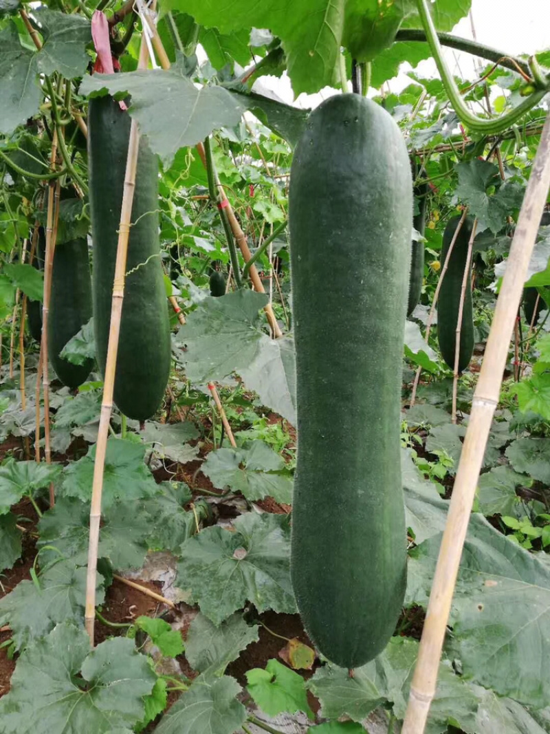 吊冬瓜