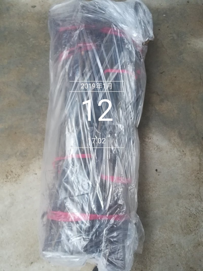 圆黄梨苗圆黄梨树苗根系发达保证纯度