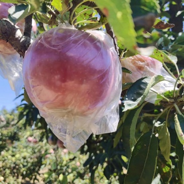 新红星苹果大量上市。个头均匀。颜色好。货源充足。