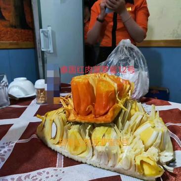 泰国红肉菠萝蜜苗菠萝苗马来西亚一号菠萝蜜苗包邮